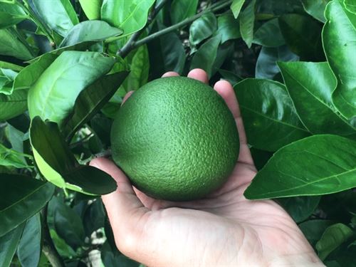 39 Acre Valencia Orange Grove : Sebring : Highlands County : Florida