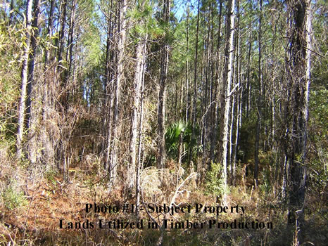 176.45 Acres REDUCED : Perry : Taylor County : Florida