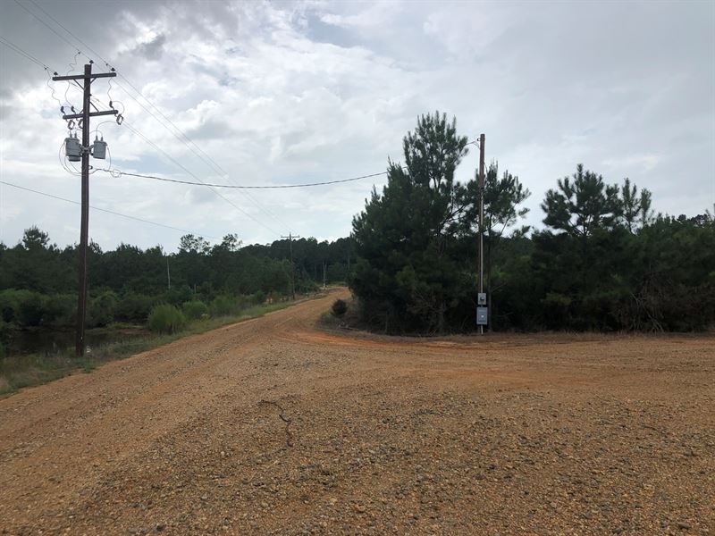 Young Planted Pine, Hdwd Creek : Lewisville : Lafayette County : Arkansas