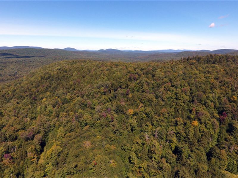 West Stony Creek Forest : Bleecker : Fulton County : New York