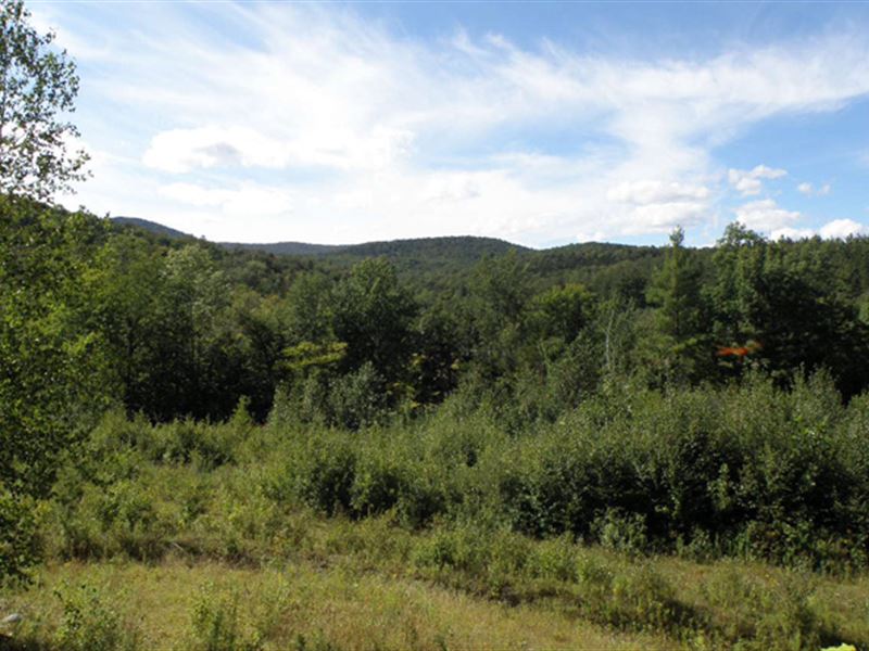 Oak Hill Forest : Bethel : Windsor County : Vermont