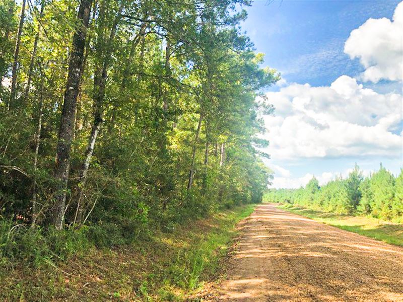 11 Acres Menard Chapel T4 : Livingston : Polk County : Texas