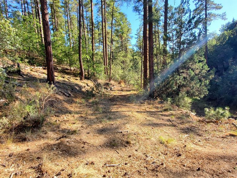 Wooded Pines, Forest Area, No Hoa : Prescott : Yavapai County : Arizona