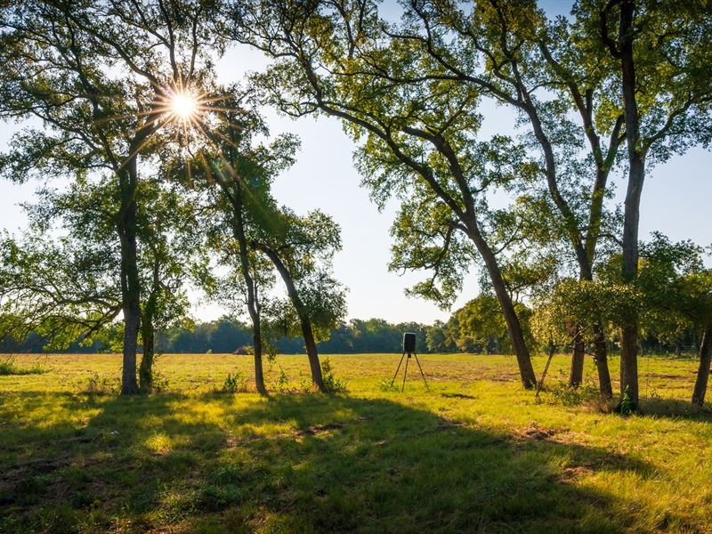 Austin Unrestricted Estate, 15 : Cedar Creek : Bastrop County : Texas