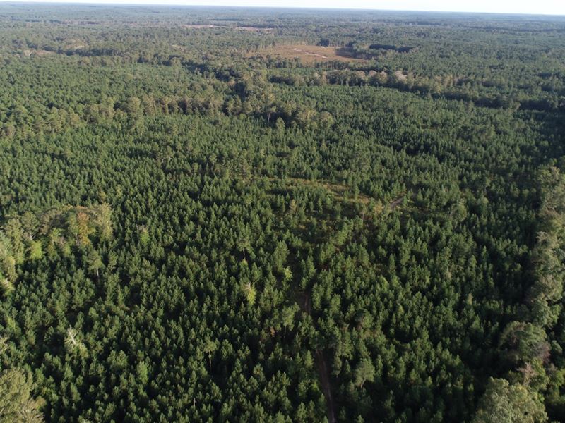 Young Planted Pine / Hardwood : El Dorado : Union County : Arkansas