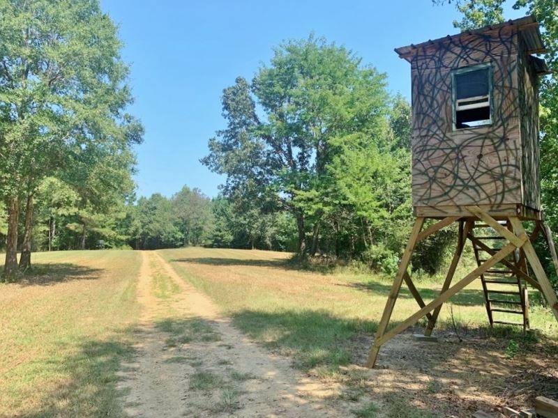 555 Acres Hunting Land and Camp : Natchez : Adams County : Mississippi