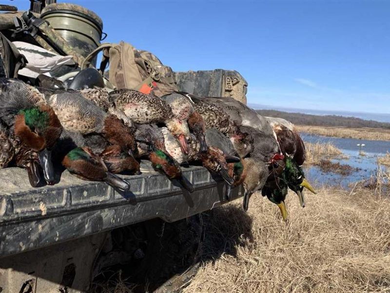 River Bend Waterfowl : Haynes : Lee County : Arkansas