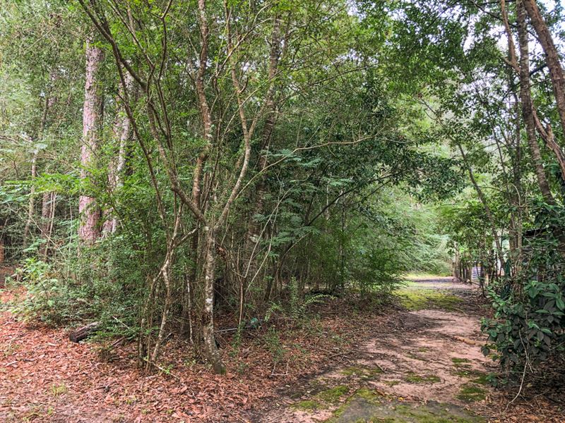 94 Acres Pecan Ave : Kountze : Hardin County : Texas