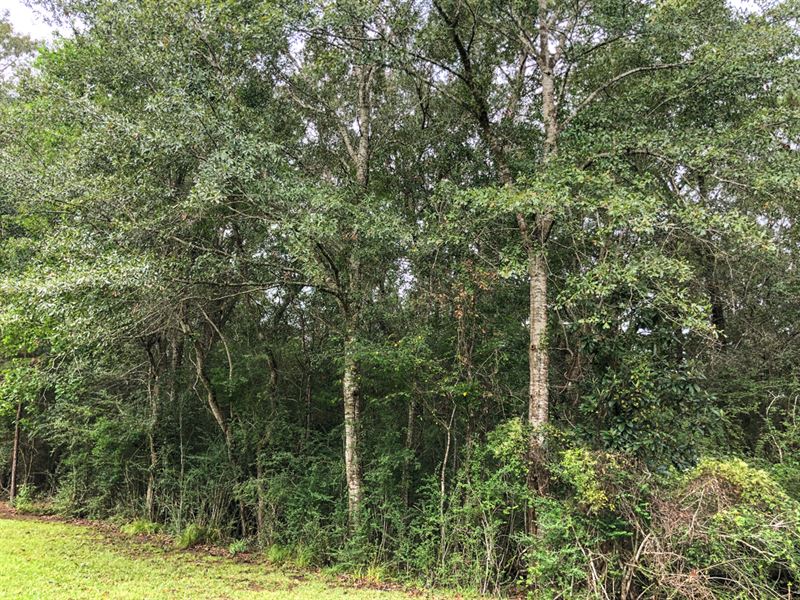 51 Acres Forest St : Kountze : Hardin County : Texas