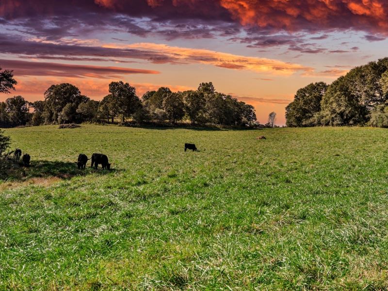 Oconee River Farm : Maysville : Jackson County : Georgia