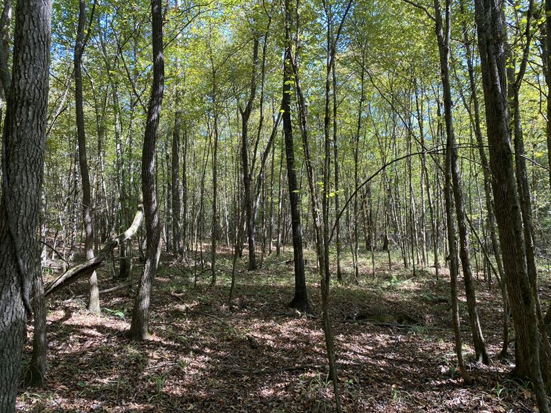 Cheap Hunting Land : Carbon Hill : Fayette County : Alabama