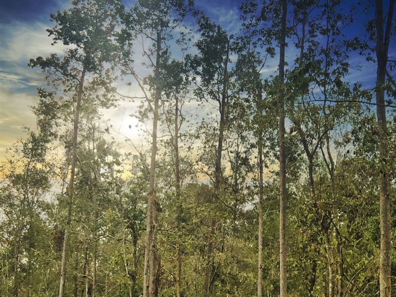80 Acres, Oleander Drive : Vidor : Orange County : Texas