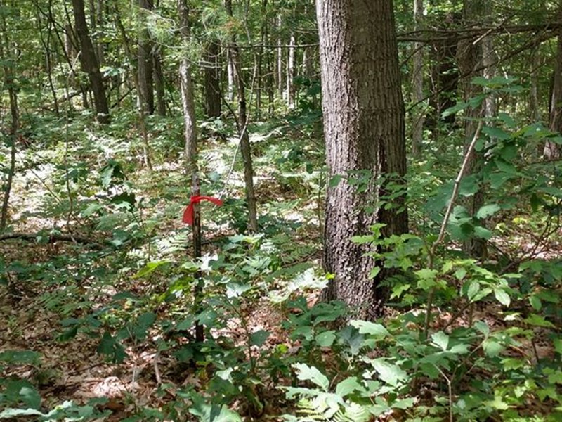 Oceana Cty 10 Acres Lot N : Rothbury : Oceana County : Michigan