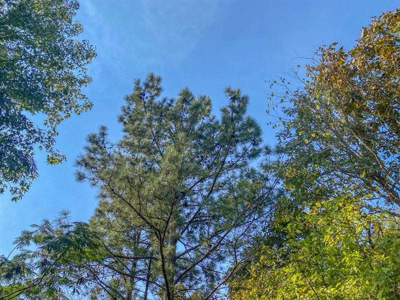 243 Acres, FM 747 : Jacksonville : Cherokee County : Texas