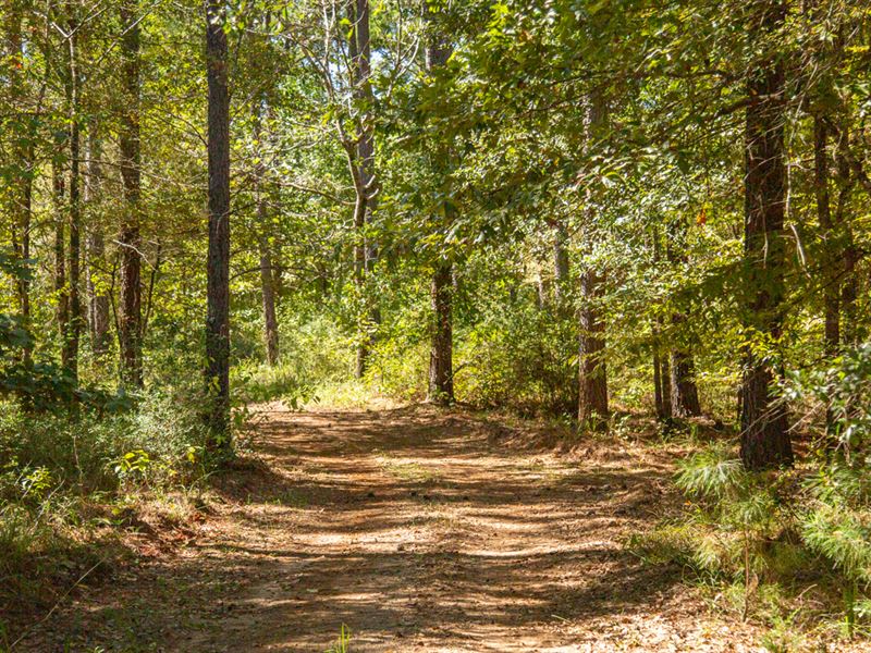 965 Acres, CR 3385 : Crockett : Houston County : Texas