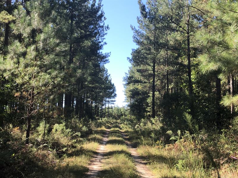 Beaver Creek Timberlands : Waynesboro : Burke County : Georgia