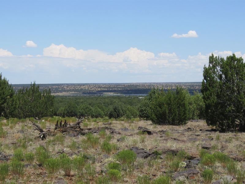 13.3 Acres Near White Mountain Lake : Show Low : Navajo County : Arizona