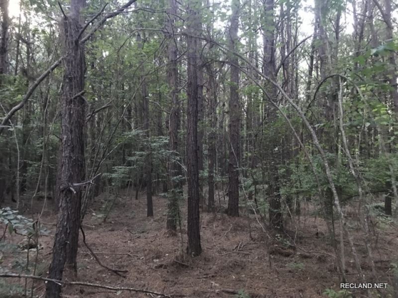 40 Ac, Timberland for Hunting : Chatham : Jackson Parish : Louisiana