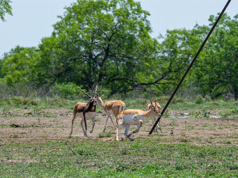 LA Bandera Ranch : Alice : Jim Wells County : Texas