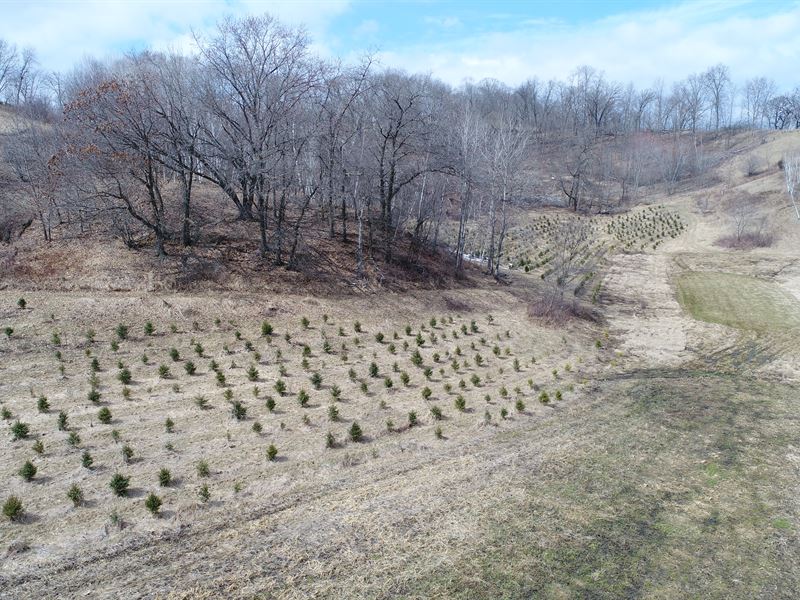 40 Acres Trempealeau County, WI : Independence : Trempealeau County : Wisconsin