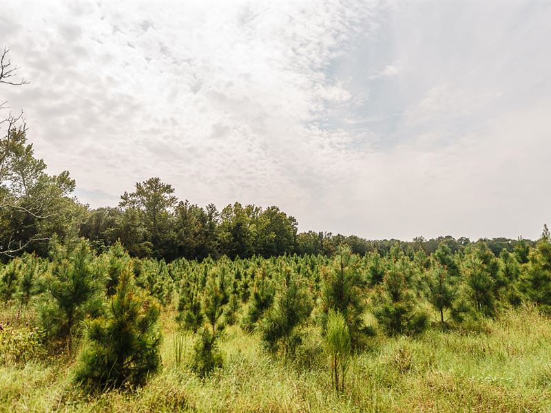 Runs Branch Tract 6 : Newington : Screven County : Georgia