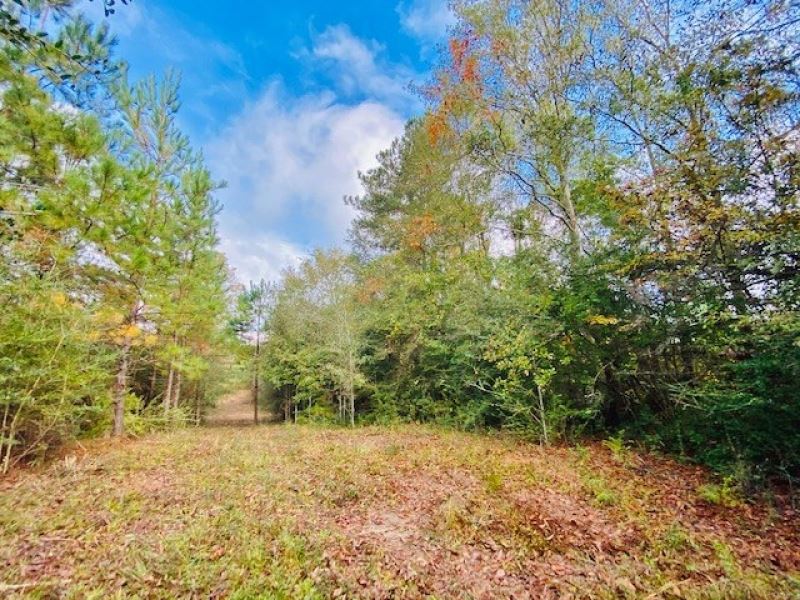 23.86 Acres On Tom Warner Road : Tylertown : Walthall County : Mississippi