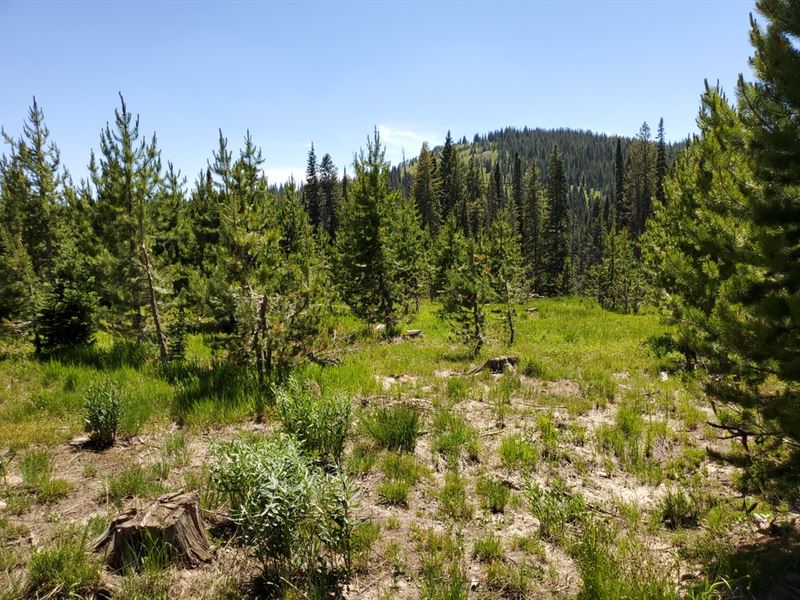 Hog Park Forest in Holding : Encampment : Carbon County : Wyoming