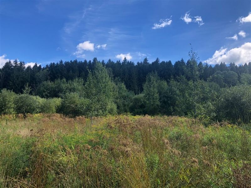 Bordering Lincklaen State Forest : Lincklaen : Chenango County : New York