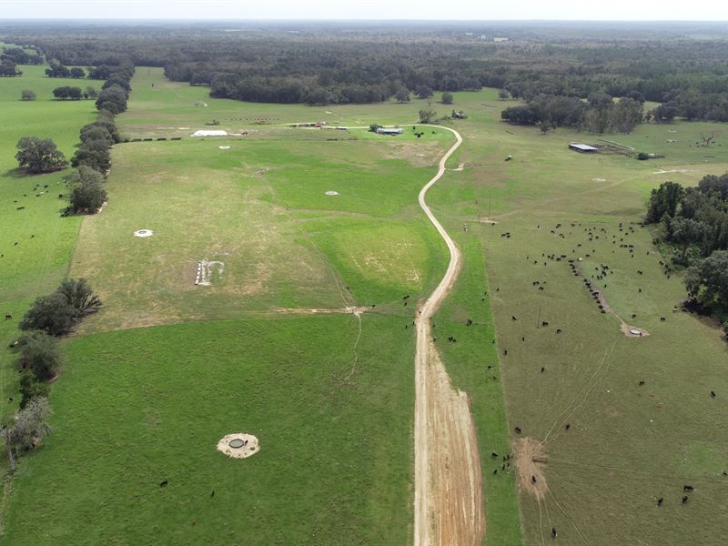 450 Acre Ranch and Rec Property : Greenville : Madison County : Florida