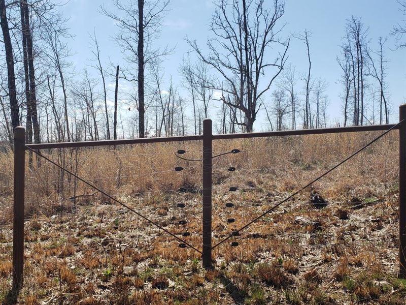 Well Fenced Acerage in Texas Co, MO : Elk Creek : Texas County : Missouri