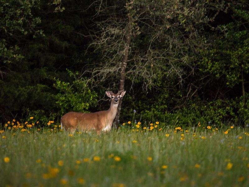 Gun Barrel 840 Ranch : Teague : Freestone County : Texas