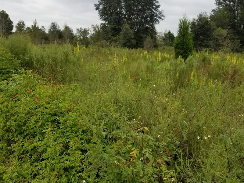 Vacant Land Home Site in Archer, FL : Archer : Alachua County : Florida