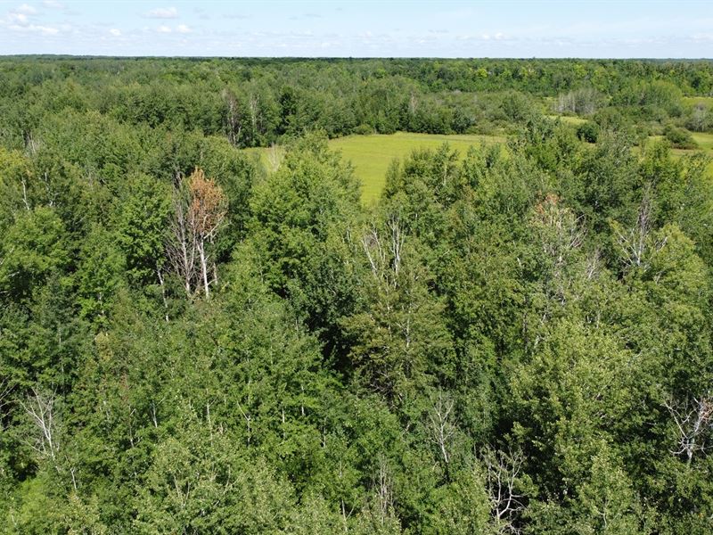 175 Acres Prime Hunting Land Mille Land for Sale in Milaca, Mille