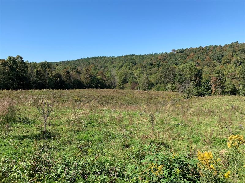 Land TN Creek, Springs, Fenecing : Westpoint : Wayne County : Tennessee