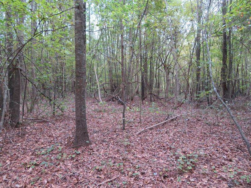 Off-Grid, Hunting Property East : Hughes Springs : Cass County : Texas