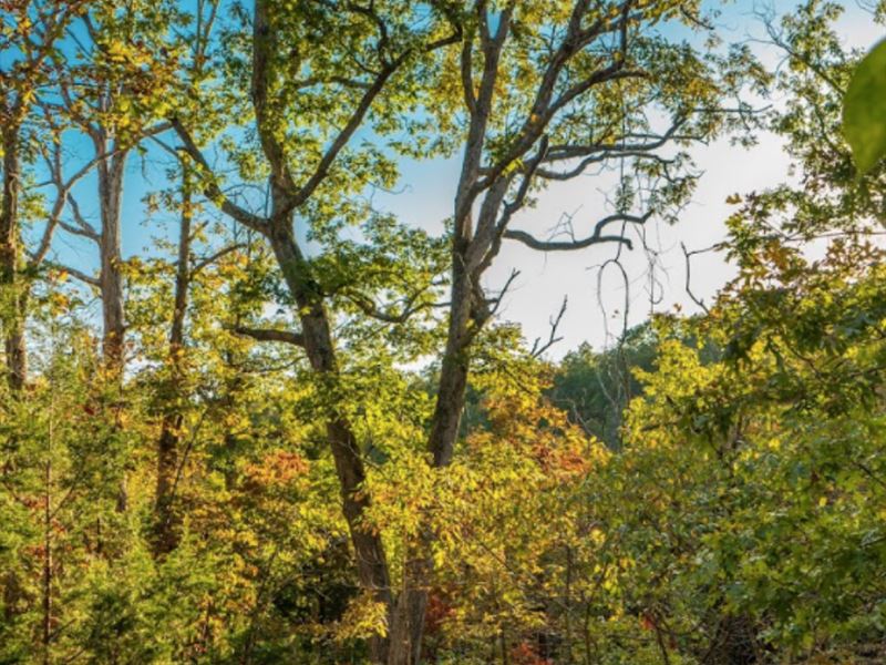 20 Acres Rural Land No Restrictions : Dixon : Pulaski County : Missouri