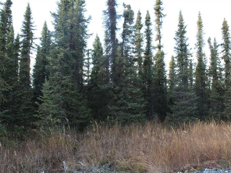 Close to Fishing on Kenai River : Soldotna : Kenai Peninsula Borough : Alaska
