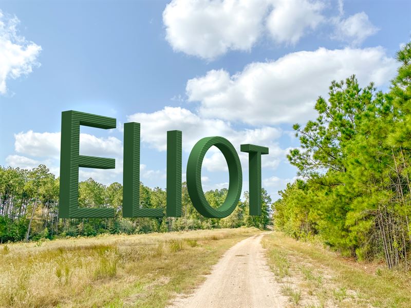 371 Acres T-17 Eliot : Groveton : Trinity County : Texas
