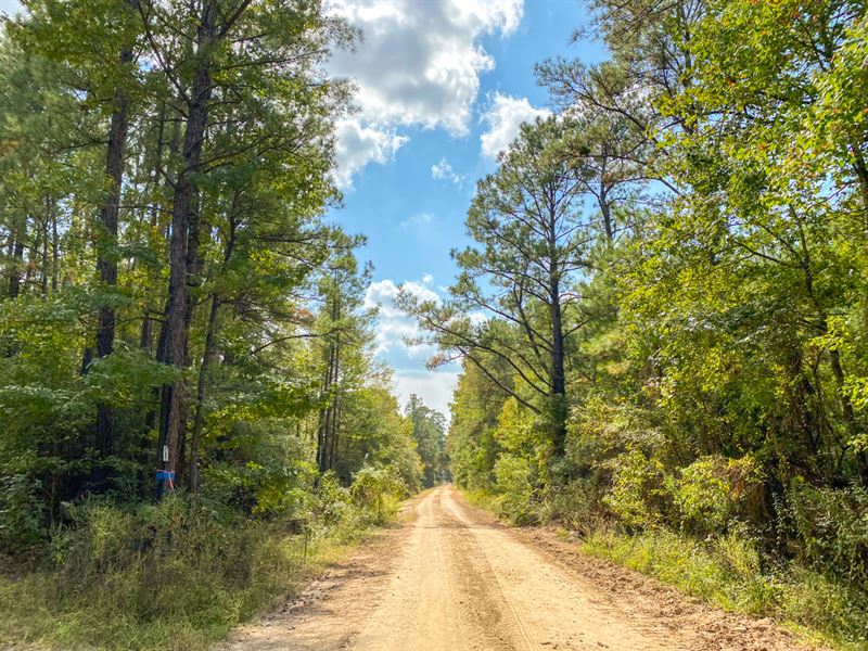 308 Acres T-22 Eliot : Groveton : Trinity County : Texas