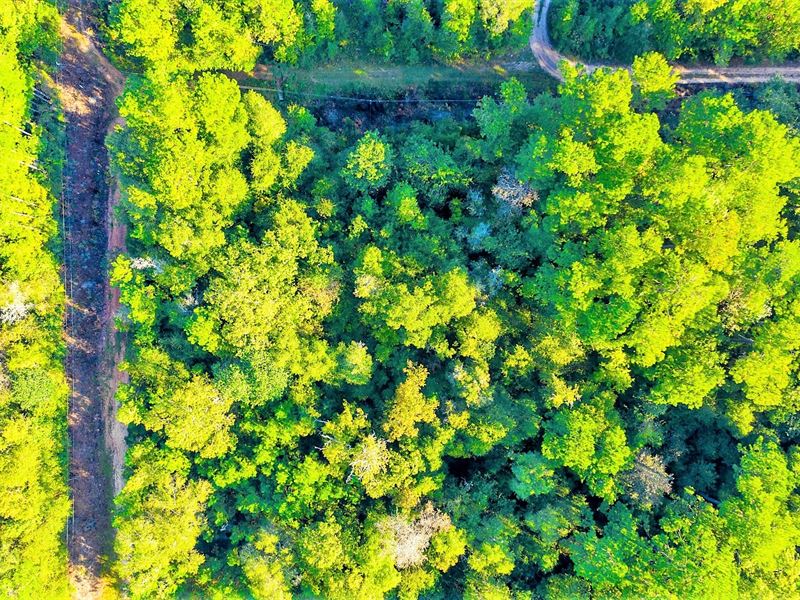 .29 Acres Texas Unrestricted : Livingston : Polk County : Texas
