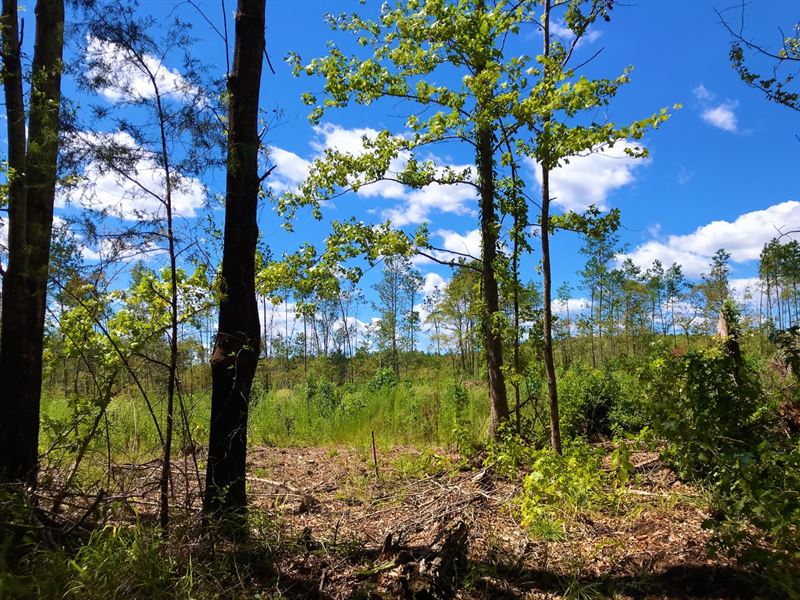 2.6 Acres Off-Grid Unrestricted : Alto : Cherokee County : Texas