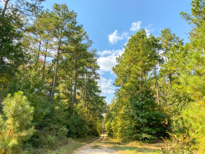 927 Acres T-18-20 Eliot : Groveton : Trinity County : Texas