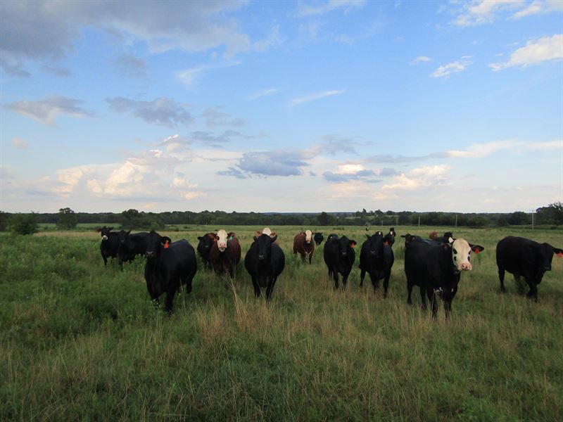Ranch & Hunting Land Scipio : Scipio : Pittsburg County : Oklahoma