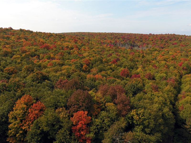 Cady Brook : Brandon : Franklin County : New York