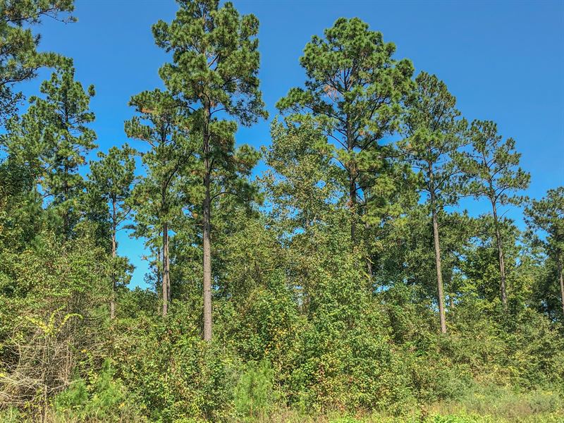 26 Ac Wilderness Estates Tr 4-4 : Point Blank : San Jacinto County : Texas