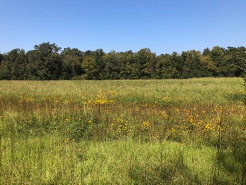 245 Acres in Carroll County in Vaid : Vaiden : Carroll County : Mississippi