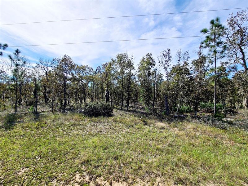 Florida Land For Sale Land for Sale in Interlachen, Putnam County
