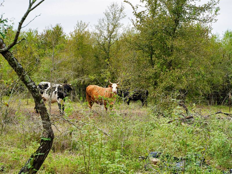 Acres South of Austin, Big Trees : Red Rock : Bastrop County : Texas