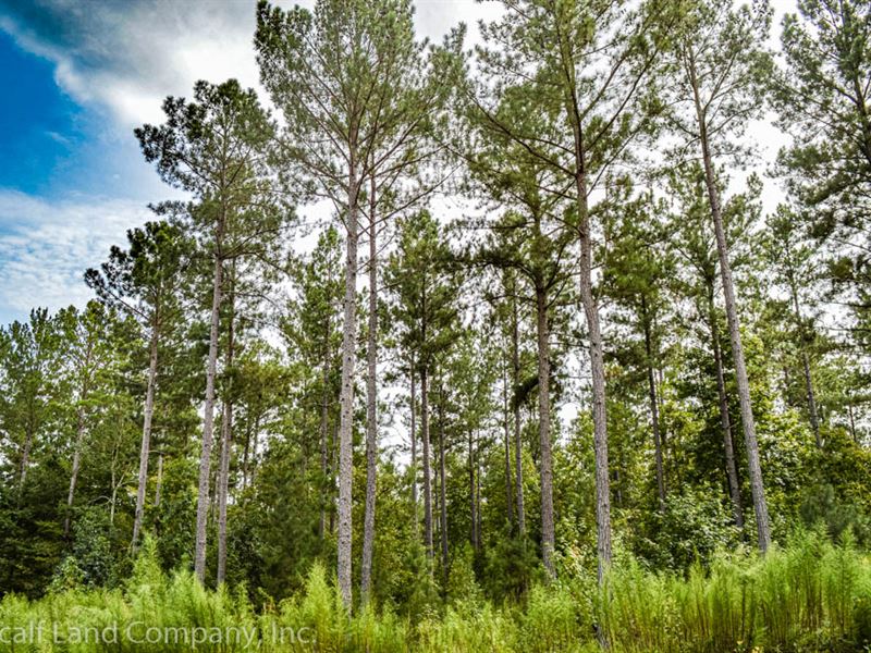 20 Acres Near Whitestone with Creek : Spartanburg : Spartanburg County : South Carolina