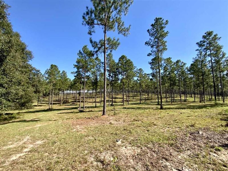 Boggy Bay Cattle Farm : Madison : Madison County : Florida